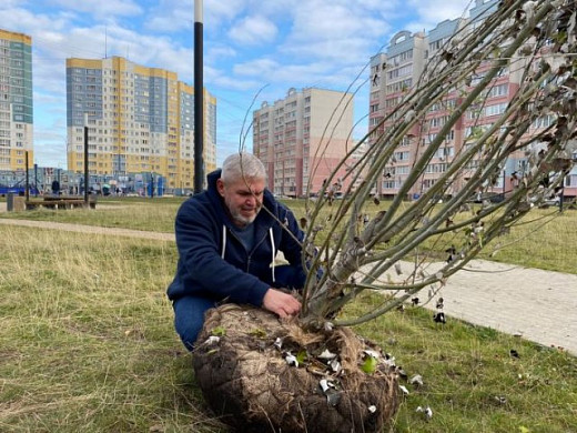 Серебристые тополя с колоновидной кроной посадили в сквере Московский в Иванове 